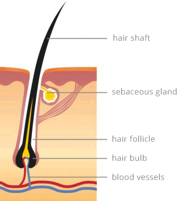 Pantogar® : Structure of healthy hair